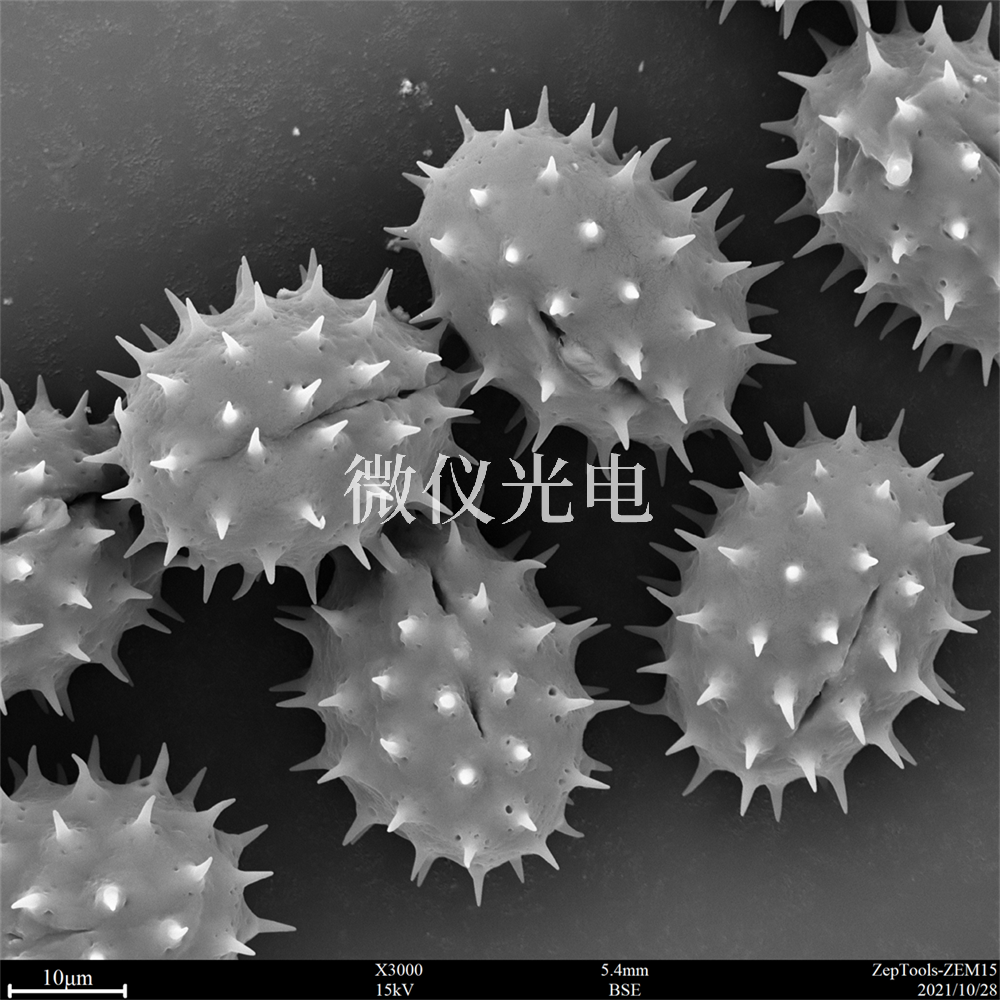 掃描電鏡測(cè)樣，要注意什么？
